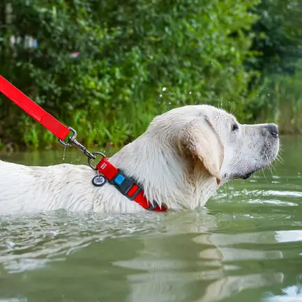 Нашийник для собак водостійкий WAUDOG Waterproof c QR паспортом, пластикова пряжка-фастекс, Ш 25 мм, Дов 38-58 см, червоний: додаткове фото 2
