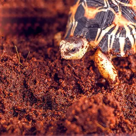 Субстрат тропічний Komodo Tropical Terrain 6л (U46015): додаткове фото 8