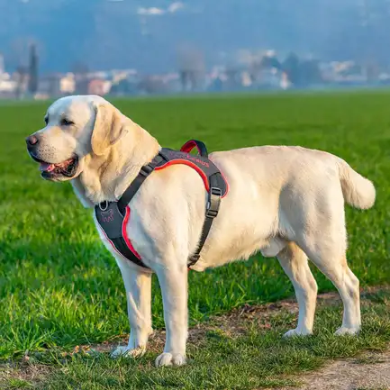 Ferplast GENIUS LARGE BLACK HARNESS нейлонова шлея для тварин чорна: додаткове фото 3