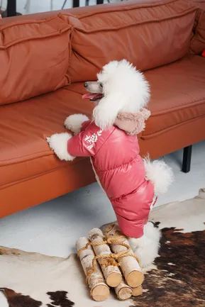 Комбінезон Pet Fashion Cherry S дівчинка для собак: додаткове фото 5