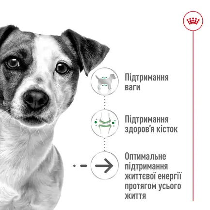 Сухий корм Royal Canin MINI AGEING 12+ для собак зрілого віку малих порід 0,8 кг: додаткове фото 6