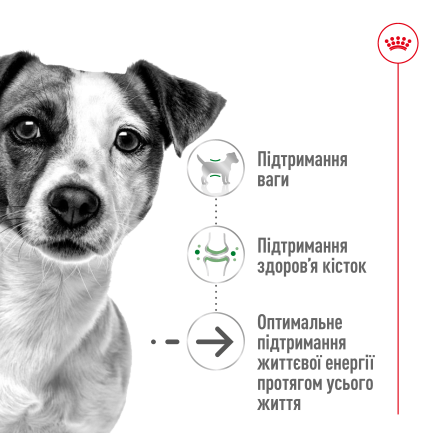 Сухий корм Royal Canin MINI AGEING 12+ для собак зрілого віку малих порід 0,8 кг — Фото 5