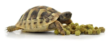 HABISTAT TORTOISE FOOD FRUIT & FLOWER 200 GRAM (R8100025) корм для сухопутних черепах (різні смаки): додаткове фото 2