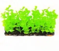 Aquatic Plants (Акватик Плэнтс) Акваріумна рослина, (6х3х6 см) х 6 шт/уп.
