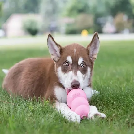 Іграшка KONG Puppy груша-годівниця для цуценят середніх і великих порід, L: додаткове фото 4