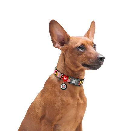 Нашийник для собак нейлоновий WAUDOG Nylon з QR паспортом, малюнок "Авокадо на рожевому", пластиковий фастекс, М, Ш 20 мм, Дов 28-40 см: додаткове фото 5
