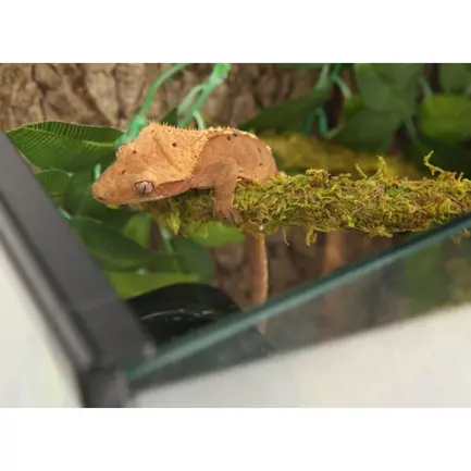 Ліана з натуральним мохом Repti-Zoo 1,5см x 2м (RV0215): додаткове фото 5