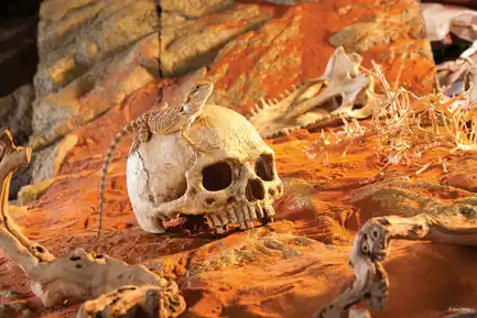 Декорація Exo Terra Череп людини для тераріума (пластик): додаткове фото 5