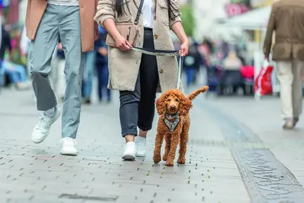 Шлея Trixie CityStyle H-harness для собак бавовна M–L 52–75 см 20 мм світло-сіра: додаткове фото 3
