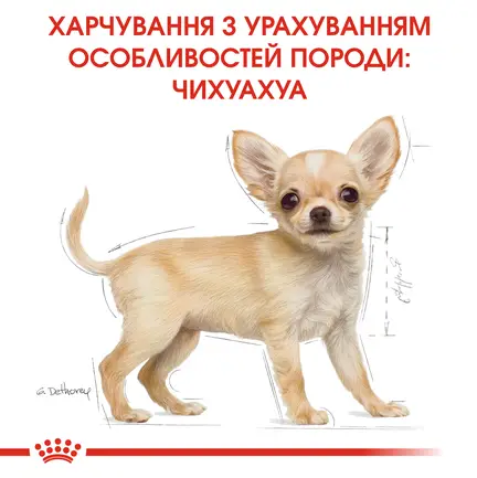 Сухий корм Royal Canin CHIHUAHUA PUPPY для цуценят породи Чихуахуа 0,5 кг: додаткове фото 3