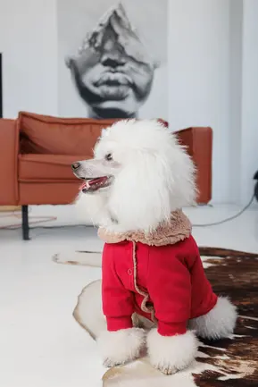 Кардиган Pet Fashion Garcia для собак розмір M: додаткове фото 6