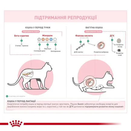 Royal Canin Queen Корм для кішок в період тічки, вагітності і лактації 4 кг: додаткове фото 2