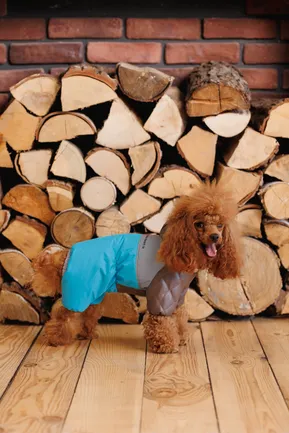 Комбінезон Pet Fashion Сharlie ХS2 для собак: додаткове фото 6