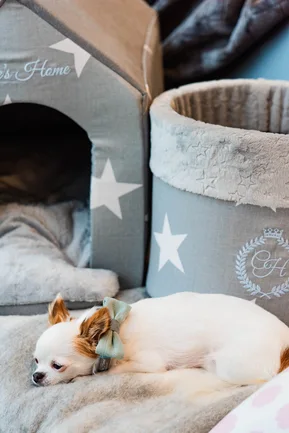 Chloe's Home Нашийник-метелик для собак Royal black М: додаткове фото 2