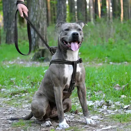 Шлея для Собак BronzeDog Active Нейлонова зі Світловідбиттям Чорна M: додаткове фото 5