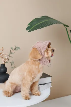 Шапка Pet Fashion Valley для собак розмір S: додаткове фото 5