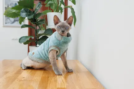 Светр для кота Tim М: додаткове фото 6