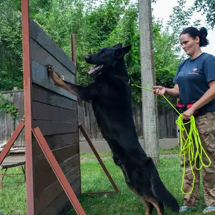 Повідець для Собак Bronzedog Active зі Шнура Тренувальний Салатовий L: додаткове фото 9