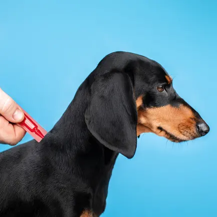 Краплі Provet Profiline для собак до 4 кг, 4 піпетки по 0,5 мл (інсектоакарицид): додаткове фото 3