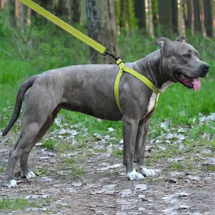Шлея для Собак BronzeDog Active Нейлонова зі Світловідбиттям Cалатова L: додаткове фото 5