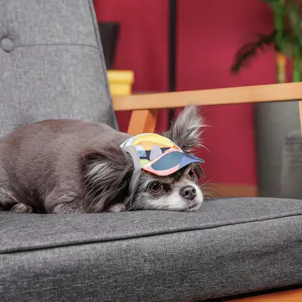 Кепка Tony ТМ Pet Fashion для собак ХL принт: додаткове фото 3