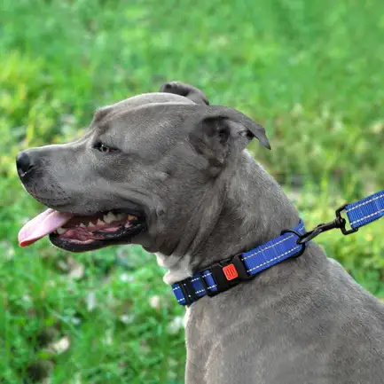 Повідець для Собак Bronzedog Active Нейлоновий зі Світловідбиттям Синій S: додаткове фото 6