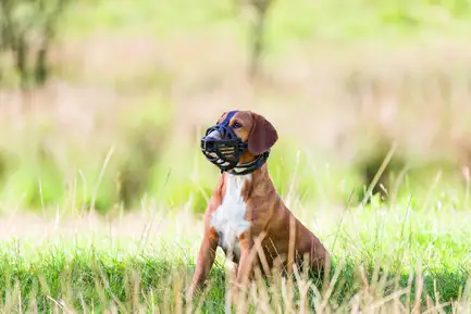 Намордник Trixie Muzzle Flex для собак, силіконовий, S (чорний): додаткове фото 4