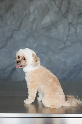 Шапка Pet Fashion Teddy для собак розмір XS: додаткове фото 5