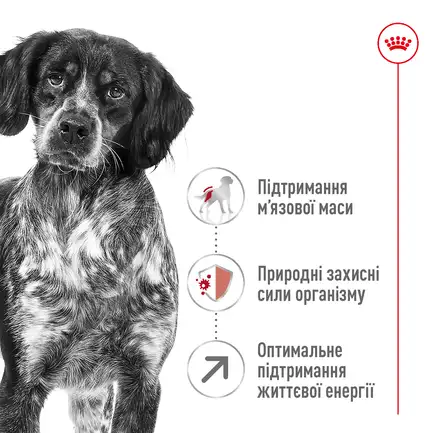 Сухий корм Royal Canin MEDIUM ADULT 7+ для собак зрілого віку середніх порід 4 кг: додаткове фото 6