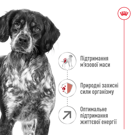 Сухий корм Royal Canin MEDIUM ADULT 7+ для собак зрілого віку середніх порід 4 кг — Фото 5