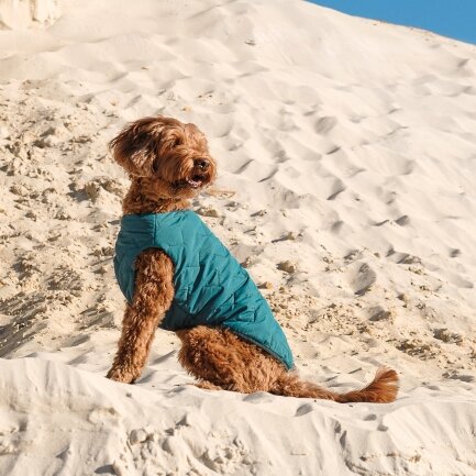 Жилет Pet Fashion «E.Vest» для собак, розмір XS, морська хвиля — Фото 4