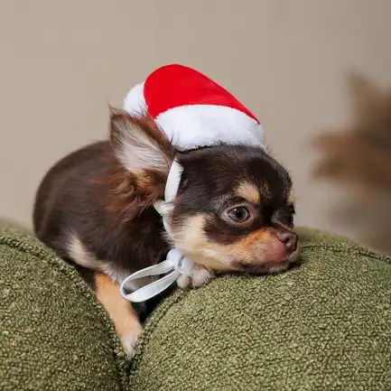 Ковпак Pet Fashion новорічний для собак, розмір XS, червоний: додаткове фото 4