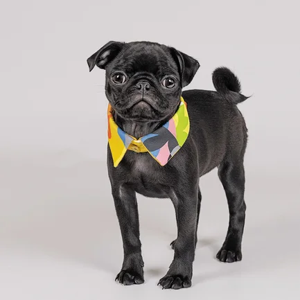 Комірець Pet Fashion «Bright» для собак, розмір XS-XS2, жовтий: додаткове фото 2