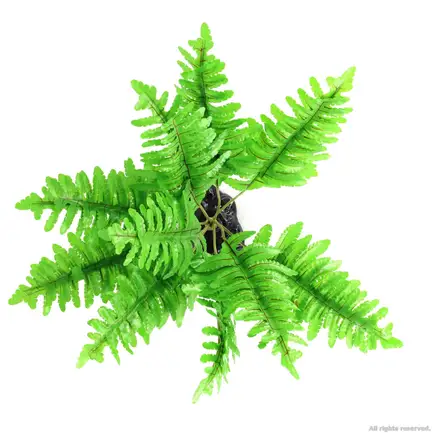 Штучна рослина, папороть Repti-Zoo Tropical Fern 22см (TP015): додаткове фото 4