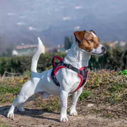 Ferplast GENIUS SMALL BLACK HARNESS нейлонова шлея для тварин чорна: додаткове фото 3