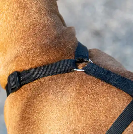 Ferplast BRAVE MEDIUM NERA PETTORINA шлея для собак чорна: додаткове фото 6