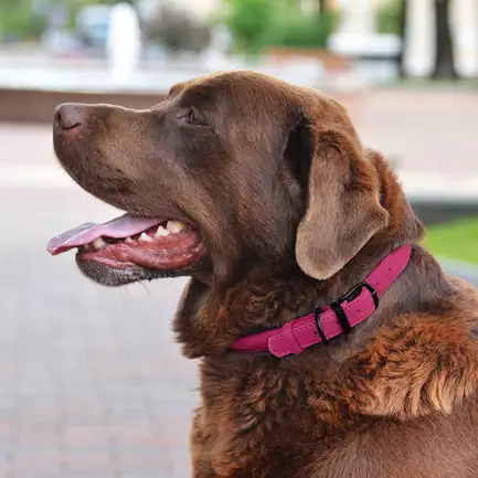 Нашийник для Собак Круглий Шкіряний BronzeDog Premium з Металевою Фурнітурою Рожевий S: додаткове фото 5