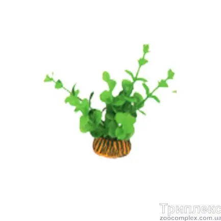 Aquatic Plants (Акватик Плэнтс) Акваріумна рослина, 8 см х 10 шт/уп.