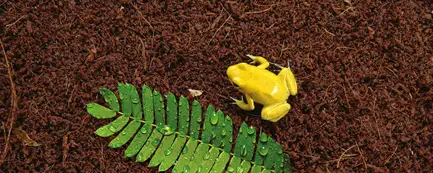 Субстрат Exo Terra Plantation Soil для тераріумних тварин, 8,8 л: додаткове фото 2