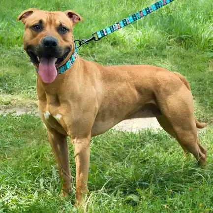 Нашийник для Собак BronzeDog Urban Нейлоновий з Пластиковою Пряжкою Інки S: додаткове фото 8