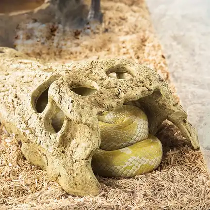 Крокодилячий череп Repti-Zoo Crocodile Skull M 18x10x5.5см (ERS34M): додаткове фото 5