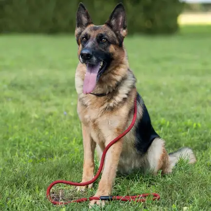 Повідець для Собак Bronzedog Active з Альпіністського Шнура Чорно-Блакитний L/XL: додаткове фото 5