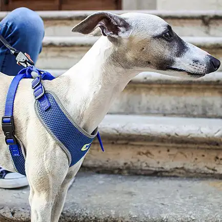 Ferplast NIKITA P M HARNESS BLUE Шлея, нейлон, блакитна: додаткове фото 4