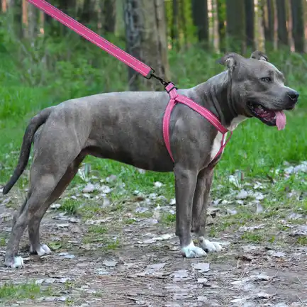 Шлея для Собак BronzeDog Active Нейлонова зі Світловідбиттям Рожева S: додаткове фото 5