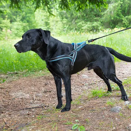 Ferplast SPORT DOG P L BLUE Шлея, нейлон: додаткове фото 4