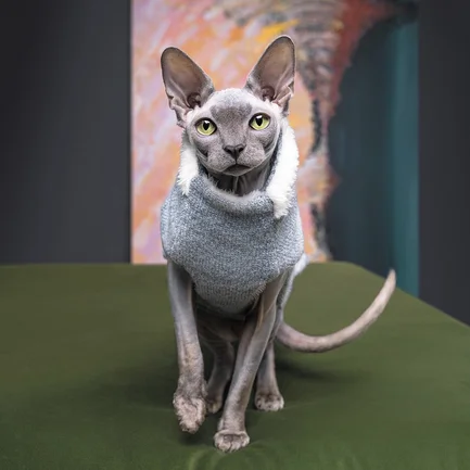 Светр Pet Fashion «Cat» для кота, розмір M, меланж: додаткове фото 3