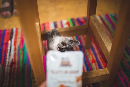 Вологий корм Brit Care Cat Pouch для котів, філе в соусі, качка, 85 г: додаткове фото 4