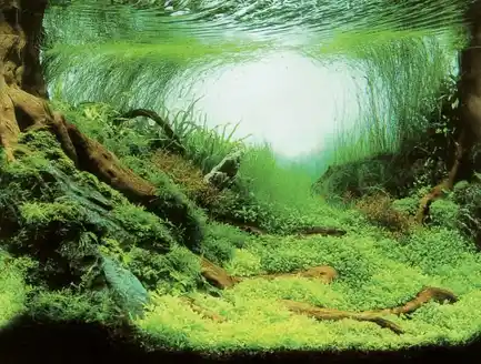 Акваріумний задній фон Aqua Nova Рослини/Океан 150x60см (PLANTS/OCEAN XL): додаткове фото 3