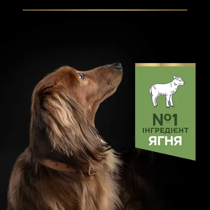 Сухий корм PRO PLAN Small&Mini Adult 1+ Sensitive Digestion для дорослих собак дрібних порід з чутливим травленням з ягням 3 кг: додаткове фото 6
