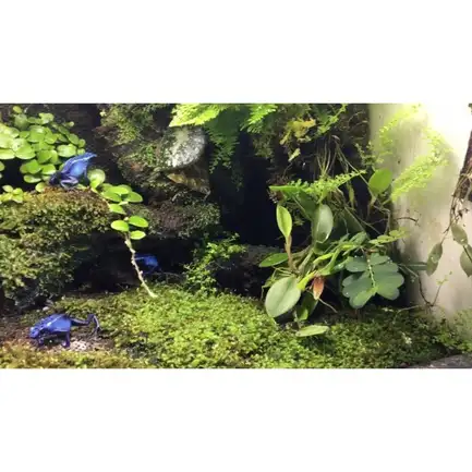 Сфагновий мох Repti-Zoo 4л. (SB032): додаткове фото 4